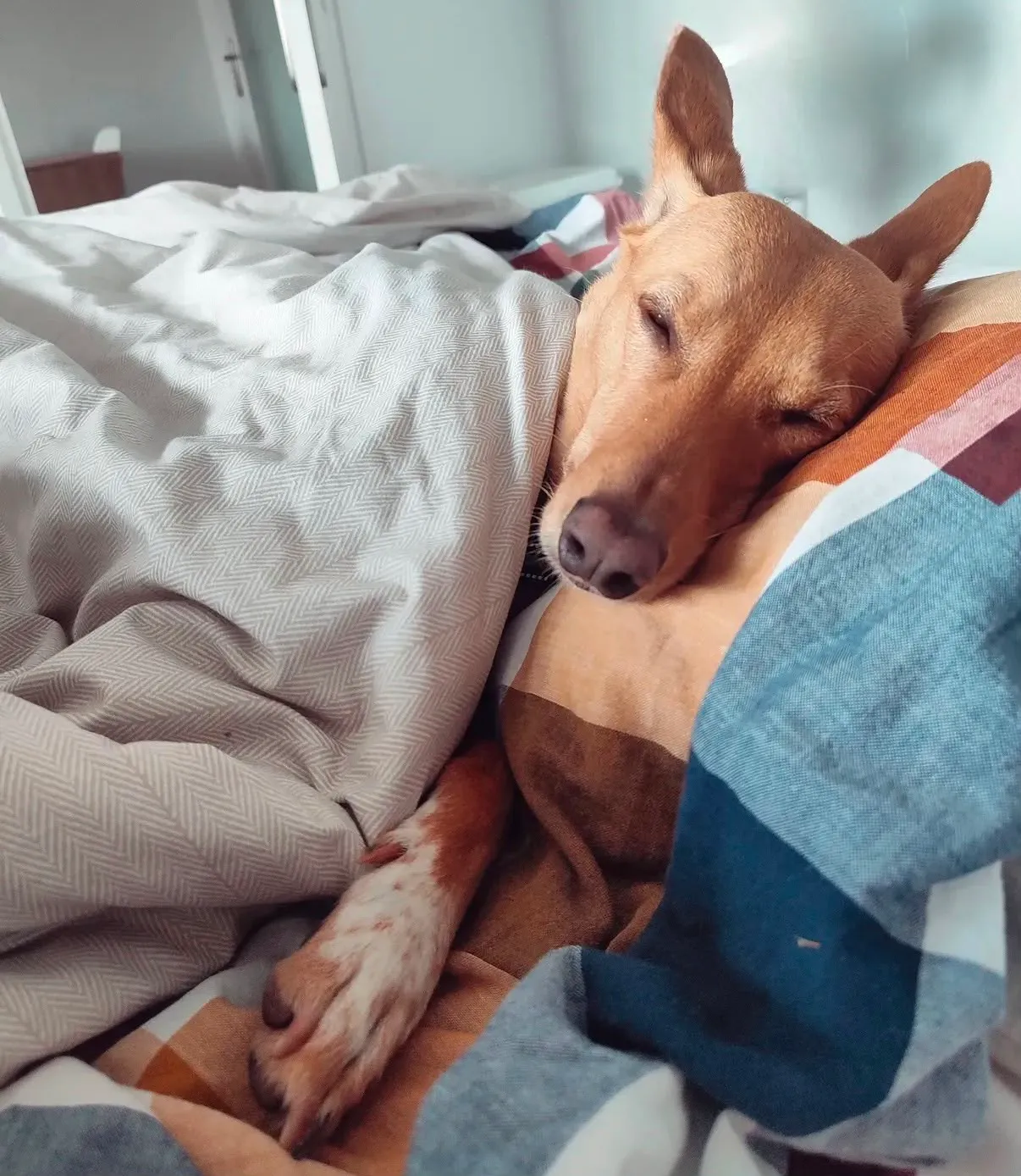 Un podenco descansa plácidamente arropado en la cama durante su hospedaje, sintiéndose como en casa