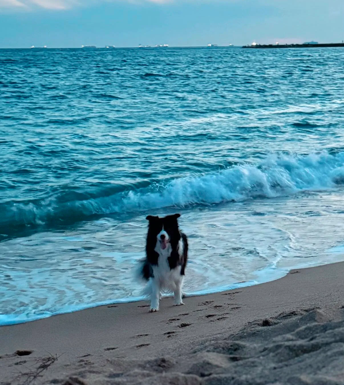 Border collie joyeux sortant de la mer sur une plage de Barcelone au coucher du soleil