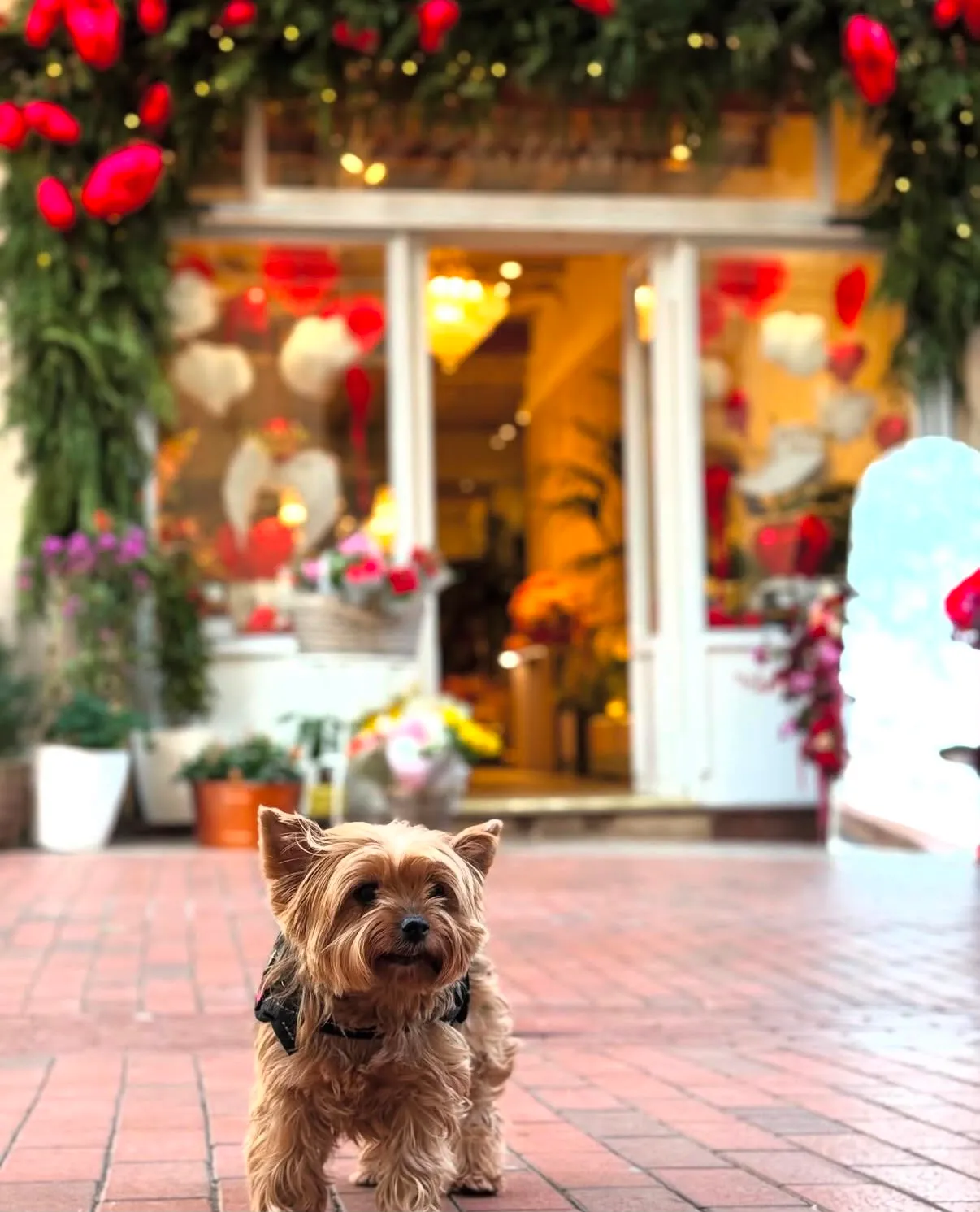 Yorkshire terrier posant devant un fleuriste décoré de cœurs dans une rue de Barcelone