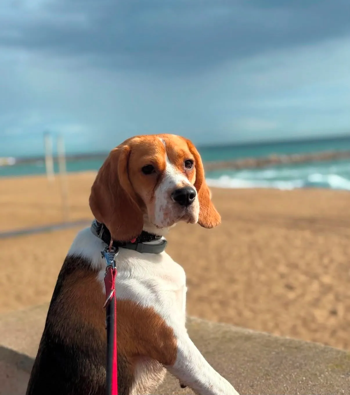 Portrait d’un beagle attentif sur la plage de Barcelone avec la mer en arrière-plan