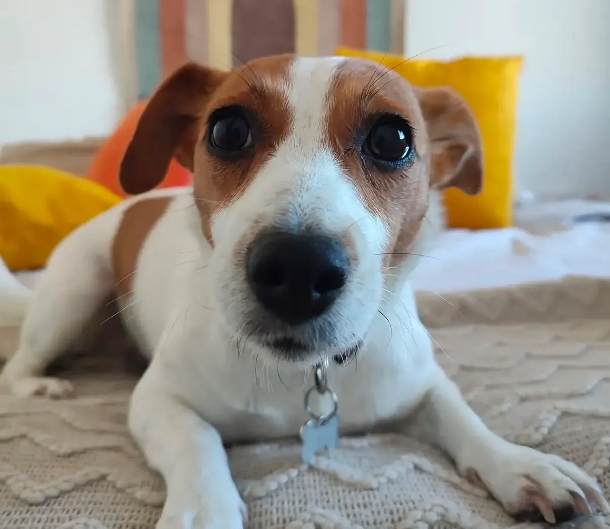 Retrato de un Jack Russell terrier de mirada tierna descansando sobre una cama en casa