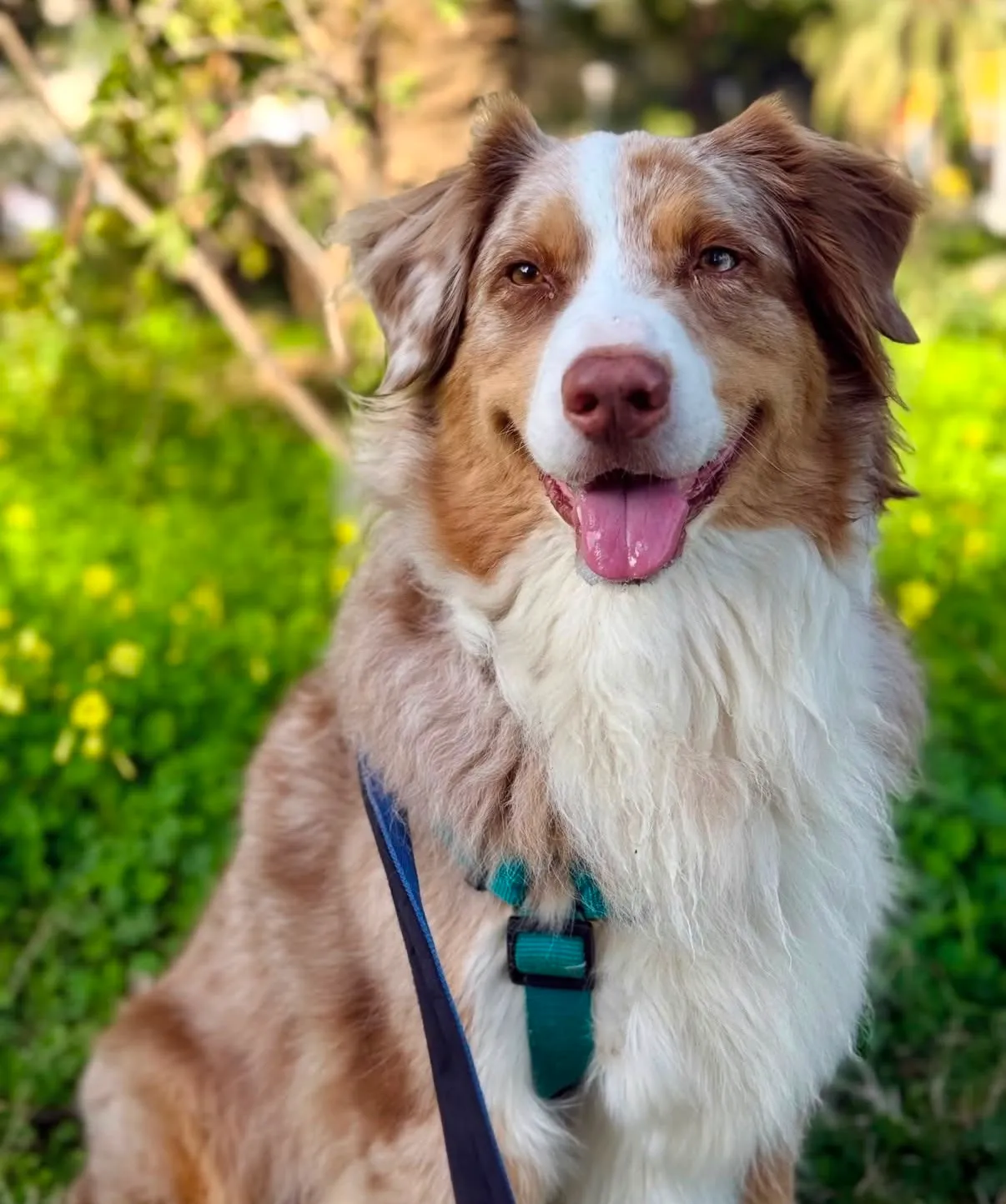 Portrait d'un berger australien red merle souriant dans un pré verdoyant de Barcelone