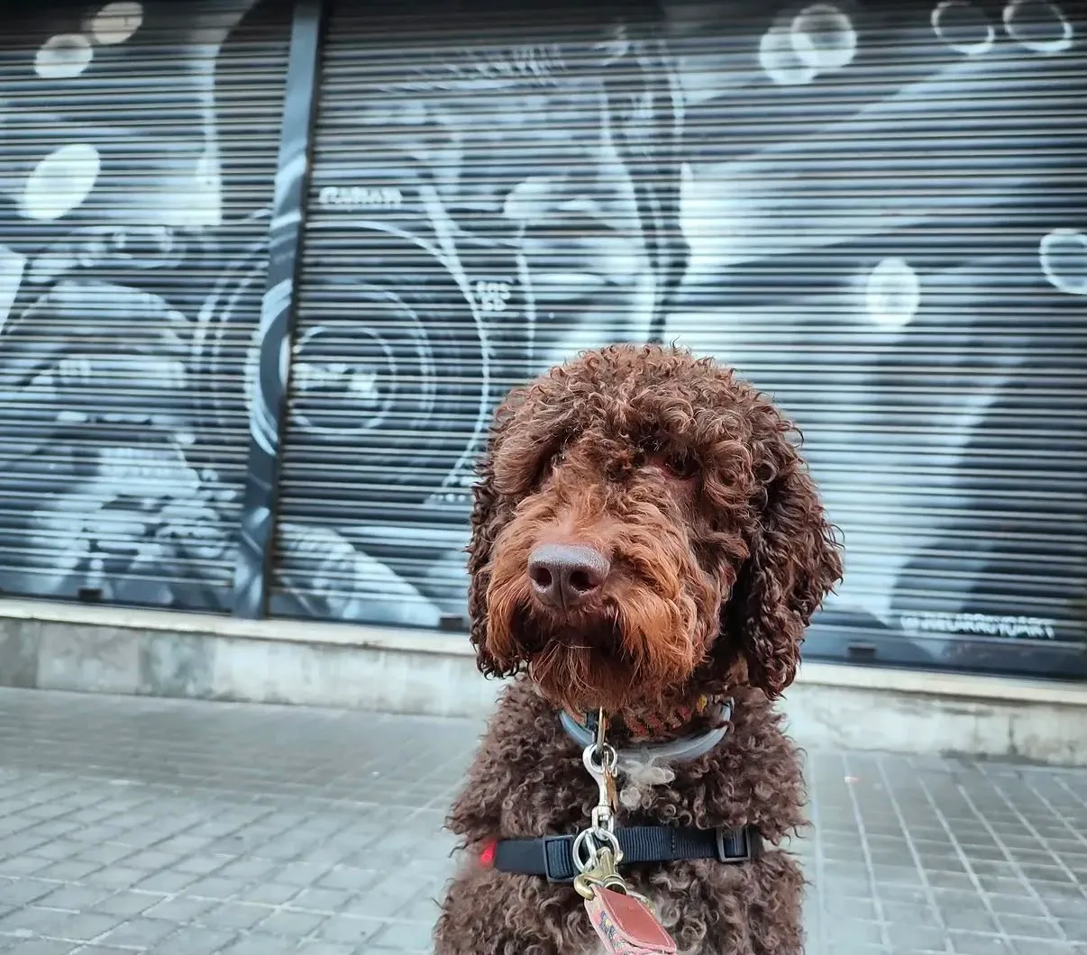 Portrait d’un chien d’eau espagnol brun assis devant un rideau métallique graffé à Barcelone