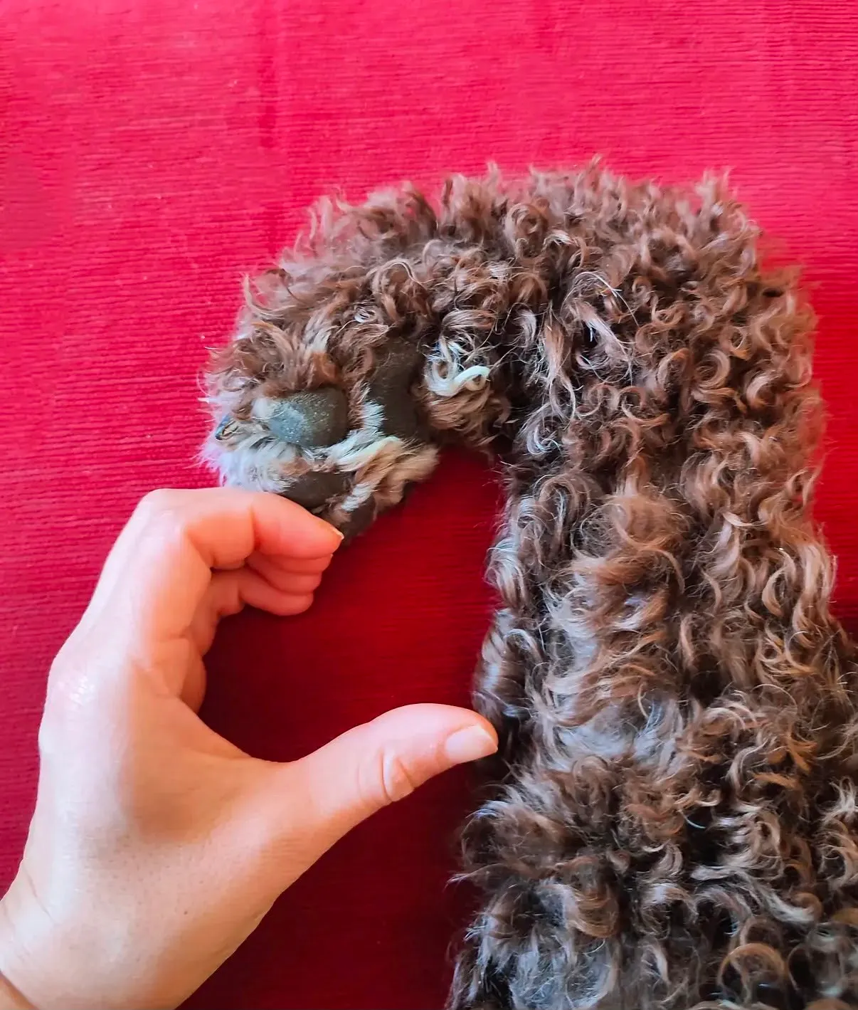 Une main tient délicatement la patte d'un chien, geste de lien et de confiance dans la garde